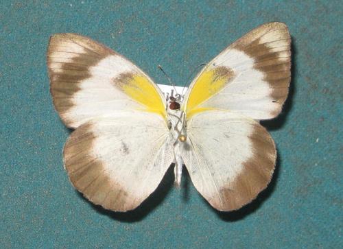 Réf. 112 080 : Appias epaphia