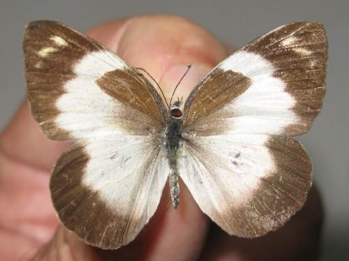 Réf. 112 081 : Appias epaphia