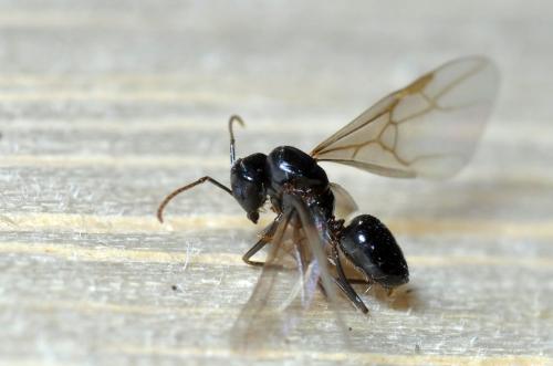 Lasius fuliginosus