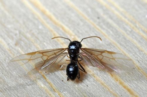 Lasius fuliginosus