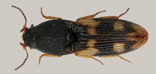 Negastrius sabulicola