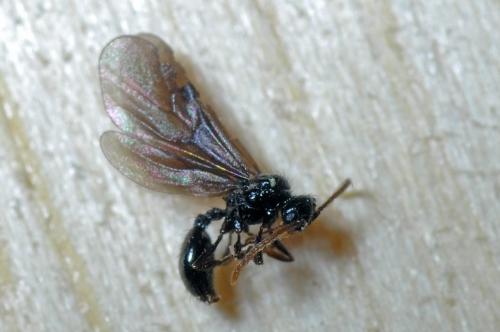 Myrmecina graminicola