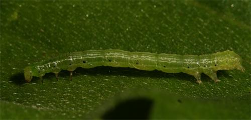 Chrysodeixis chalcites