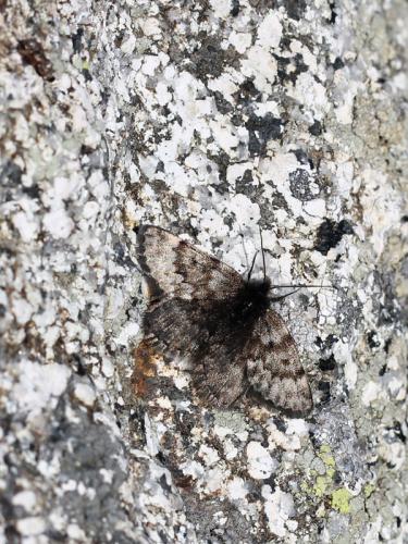 Glacies coracina
