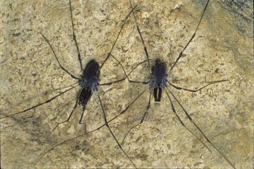Réf. 112 743 : Ischyropsalis nodifera
