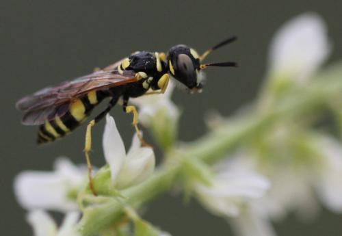 Philanthus venustus
