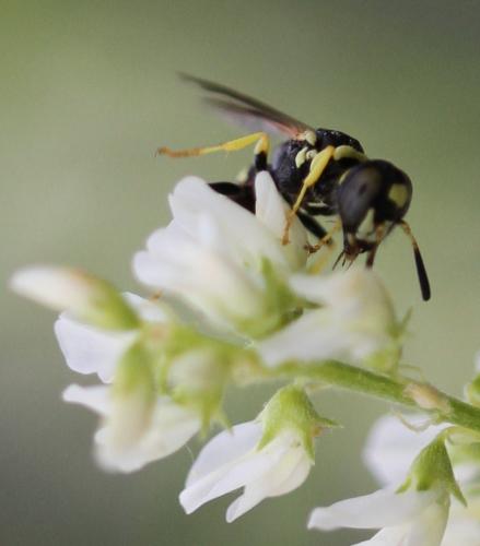 Philanthus venustus