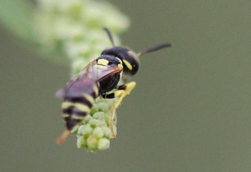 Philanthus venustus