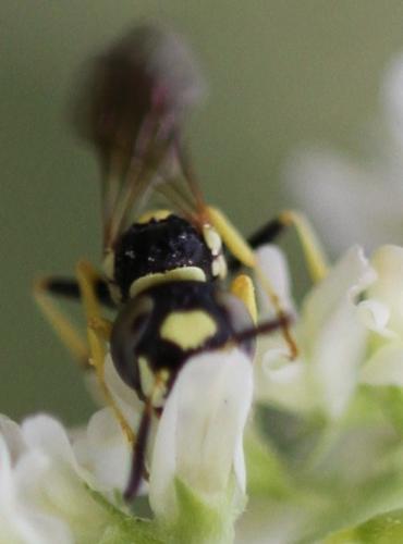 Réf. 112 847 : Philanthus venustus