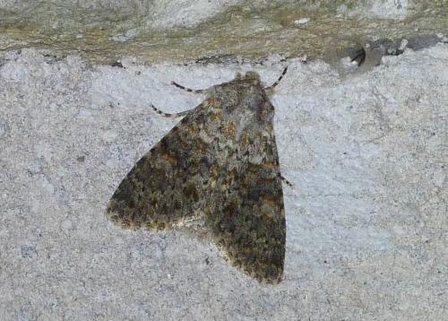 Réf. 112 676 : Polymixis flavicincta
