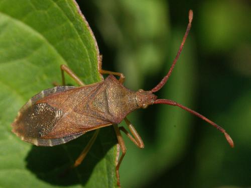 Gonocerus acuteangulatus