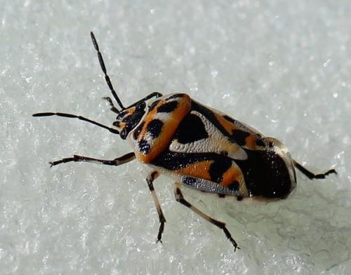 Réf. 112 948 : Eurydema ornata