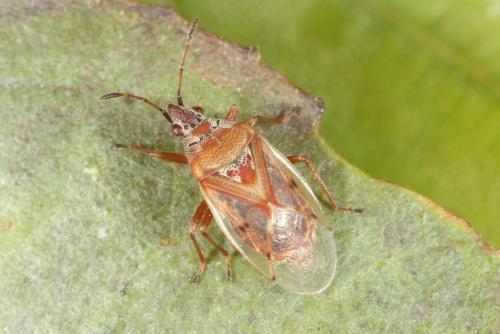 Kleidocerys resedae