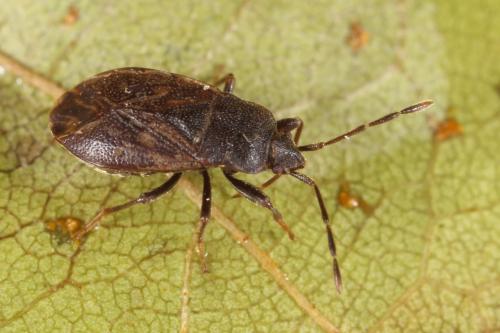 Drymus brunneus