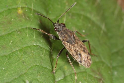 Peritrechus gracilicornis