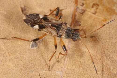Beosus maritimus