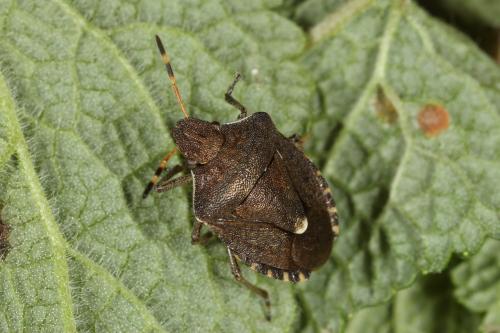 Réf. 112 145 : Peribalus strictus vernalis
