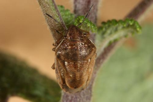 Réf. 112 172 : Neottiglossa leporina