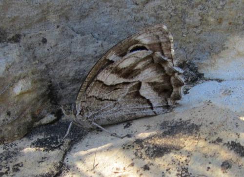 Réf. 112 715 : Hipparchia fidia