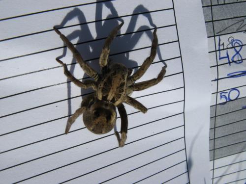 Hogna radiata