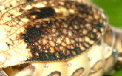 Issus coleoptratus