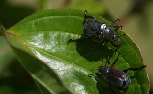 Hoplia sp.