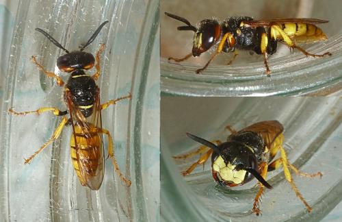 Philanthus triangulum