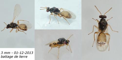 Euplectrus sp.