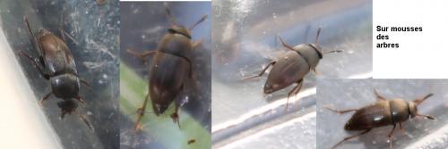 Réf. 112 588 : Ptomaphagus sp.