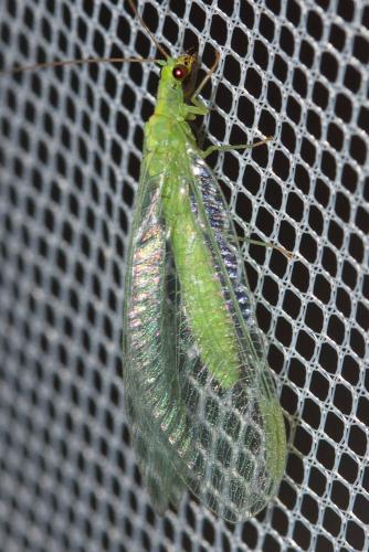 Chrysopa sp.