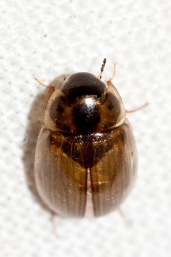 Enochrus quadripunctatus