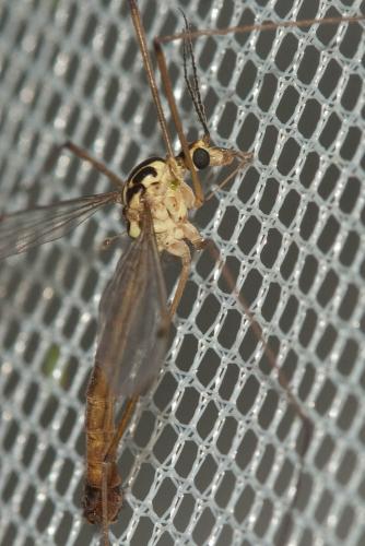Nephrotoma cornicina