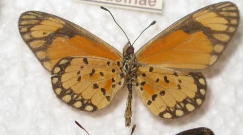 Acraea serena
