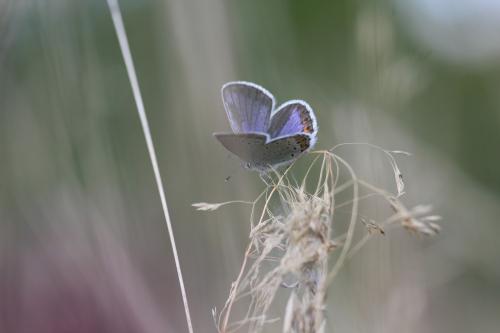 Plebejus argyrognomon