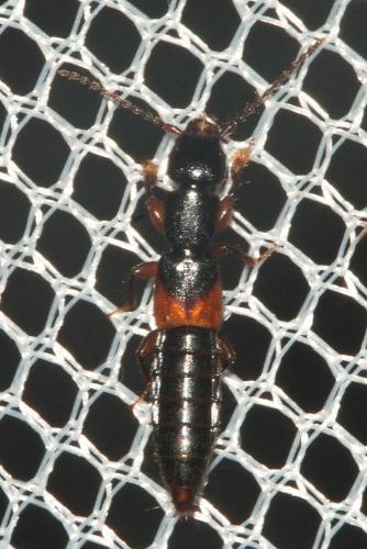 Réf. 112 870 : Lathrobium sp.