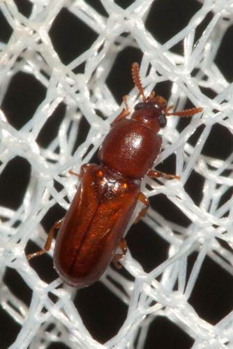Corticeus sp.