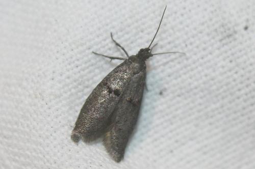 Réf. 112 575 : Wockia asperipunctella
