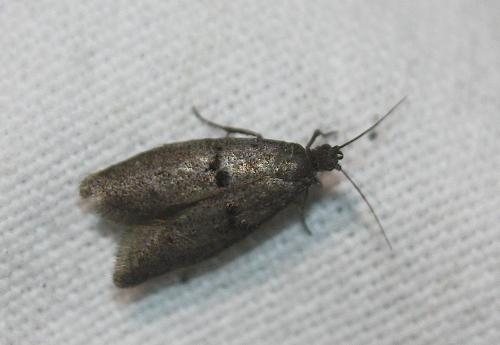 Réf. 112 697 : Wockia asperipunctella