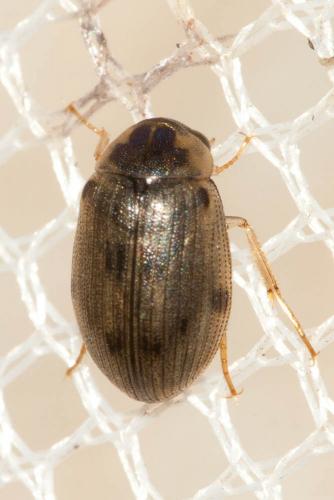 Berosus sp.