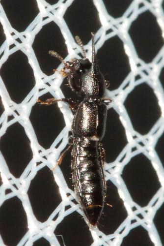 Réf. 112 815 : Bledius unicornis