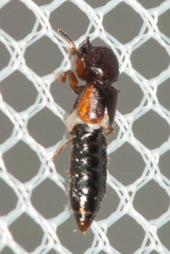 Réf. 112 827 : Bledius sp.