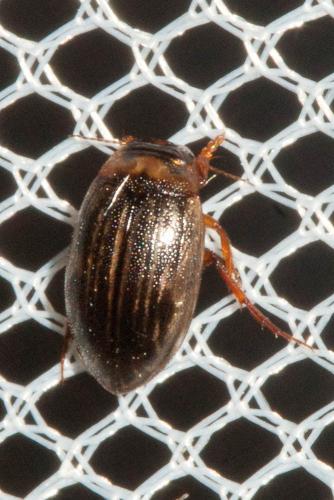 Réf. 112 813 : Hygrotus impressopunctatus