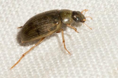 Berosus sp.