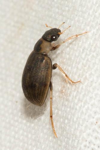 Berosus sp.