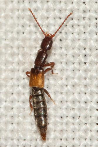 Réf. 112 812 : Lathrobium sp.
