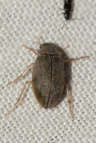Berosus sp.