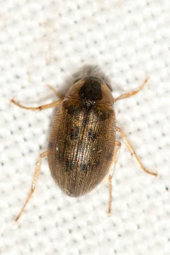 Berosus sp.