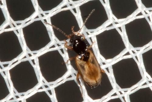 Réf. 112 824 : Tachys scutellaris