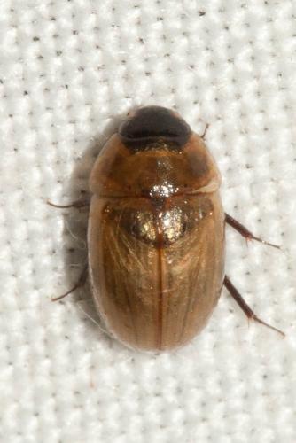 Enochrus melanocephalus