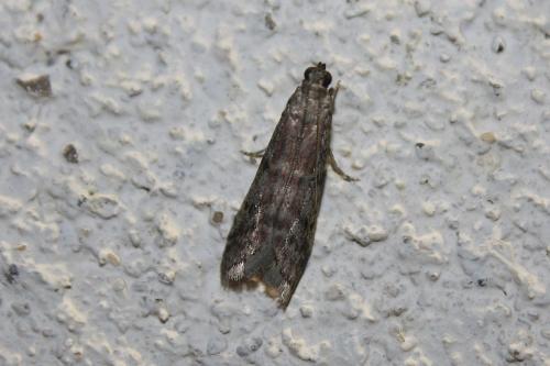 Réf. 112 023 : Ephestia sp.